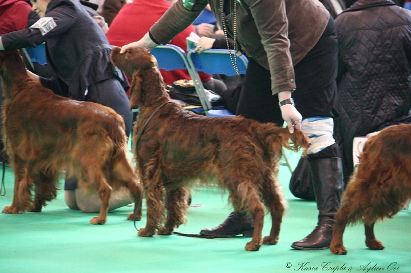 Crufts2011 758.jpg